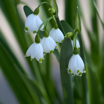 Leucojum aestivale 