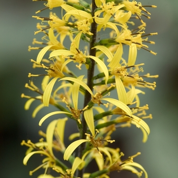 Ligularia przewalskii 