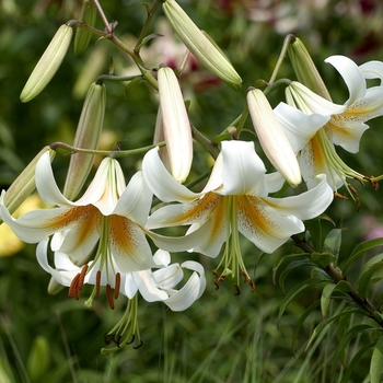 Lilium henryi 