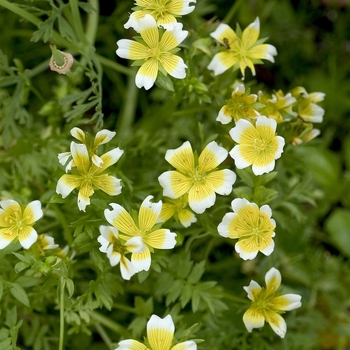 Limnanthes douglasii 