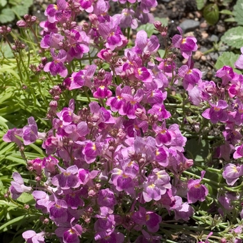 Linaria maroccana 'Speckled Pink' 