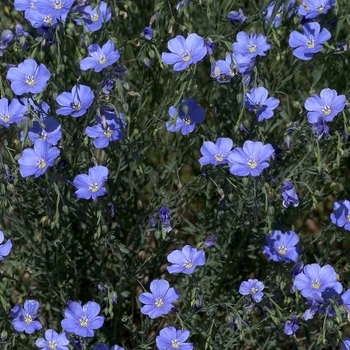 Linum perenne 'Sapphire' 