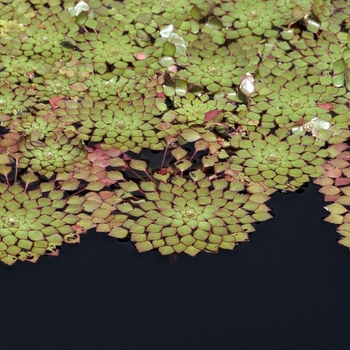 Ludwigia sediodes