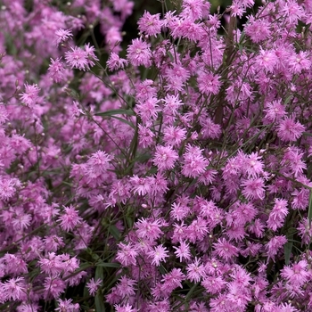 Lychnis flos-cuculi 'Petite Jenny' PP14139