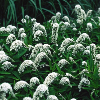 Lysimachia clethroides