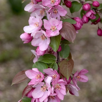 Malus floribunda 'Henry F. duPont'