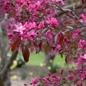 Malus 'Indian Magic' 