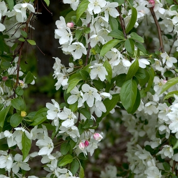 Malus 'Manbeck Weeper' 