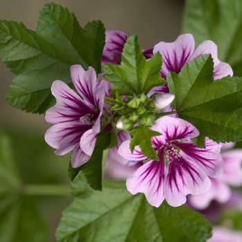 Malva sylvestris