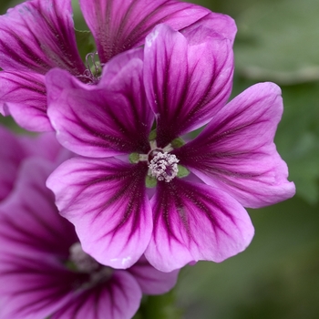 Malva sylvestris 'Brave Heart' 