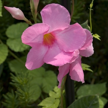 Mandevilla sanderi 'Alice DuPont'