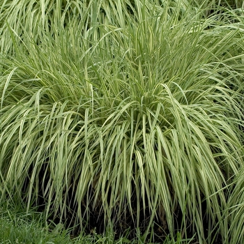 Molinia caerulea 'Variegata'