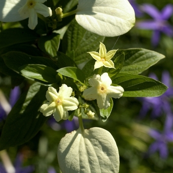 Mussaenda philippica 