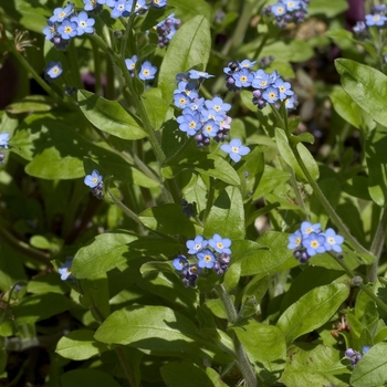 Myosotis sylvatica 'Early Blue Bird' 