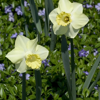 Narcissus 'Ara' 