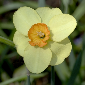 Narcissus 'Botlar' 