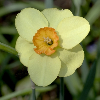 Narcissus 'Botlar'