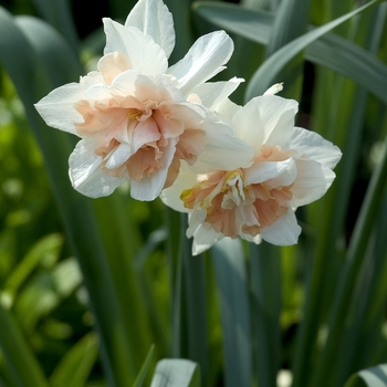 Narcissus 'Christmas Valley' 