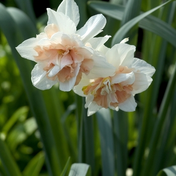 Narcissus 'Christmas Valley'