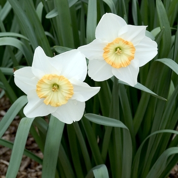 Narcissus 'Manon Lescaut'