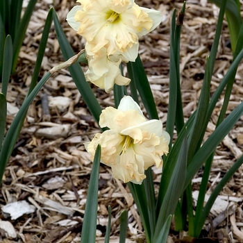Narcissus 'Mary Gay Lirette' 