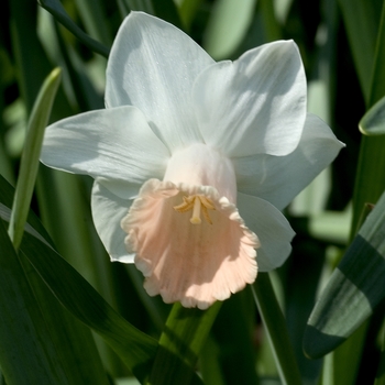 Narcissus 'Pink Silk' 