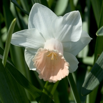 Narcissus 'Pink Silk'