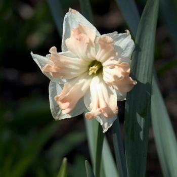 Narcissus 'Pink Tango'