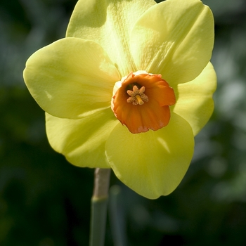 Narcissus 'Tao' 