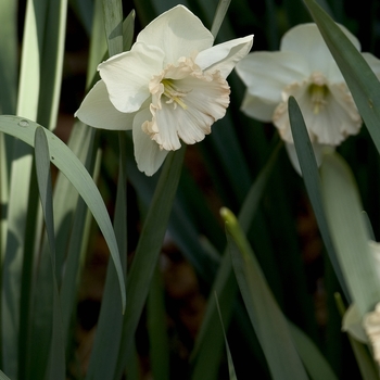 Narcissus 'Young Love' 