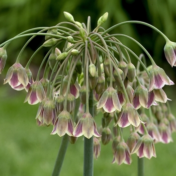 Nectaroscordum siculum 