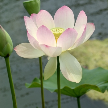 Nelumbo nucifera 'Carolina Queen' 