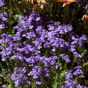 Nemesia 'Royal Blue' 