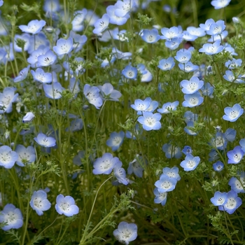 Nemophila menziesii 