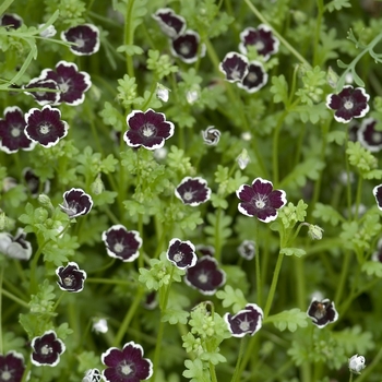 Nemophila menziesii 'Penny Black' 