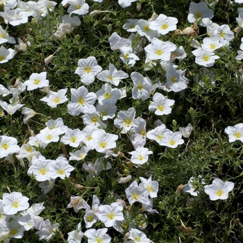 Nierembergia caerulea 'Mount Blanc' 