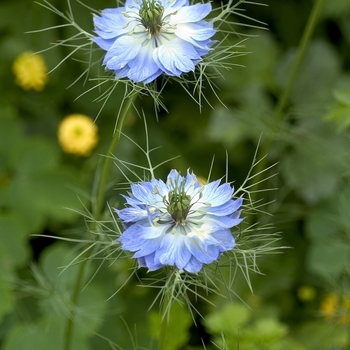 Nigella damascena 