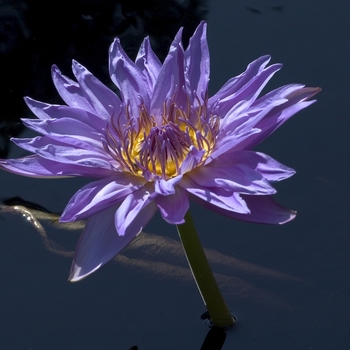 Nymphaea 'Aquarius'