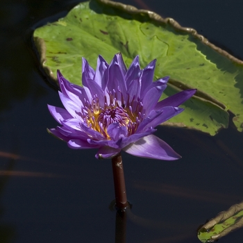 Nymphaea 'Director George T. Moore' 