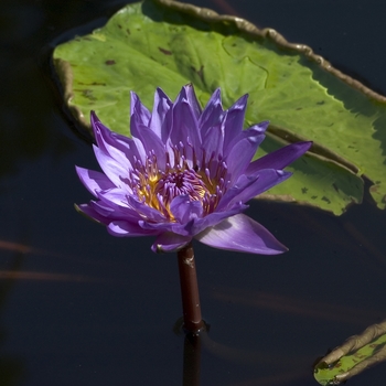 Nymphaea 'Director George T. Moore'