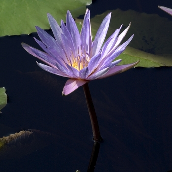 Nymphaea 'Islamorada' 