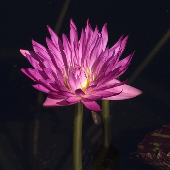 Nymphaea 'Miami Rose' 