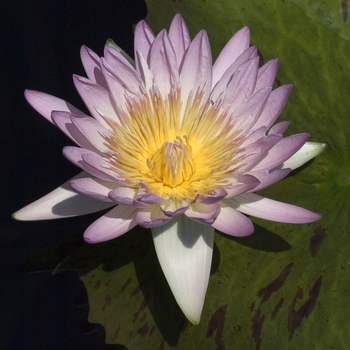 Nymphaea 'Peach Blow'