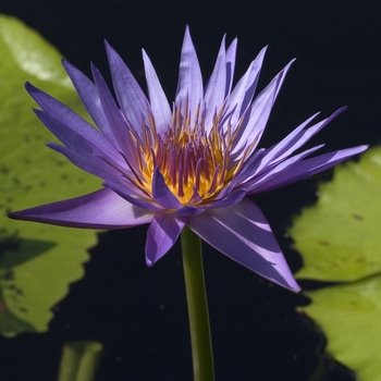 Nymphaea 'Rhonda Kay'