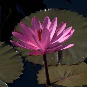 Nymphaea 'Rose Bowl'