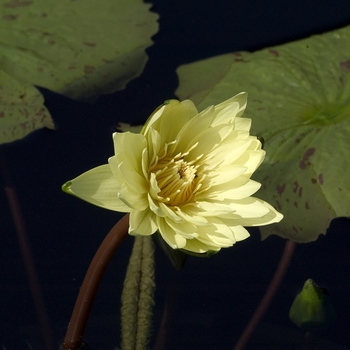 Nymphaea 'Trail Blazer'