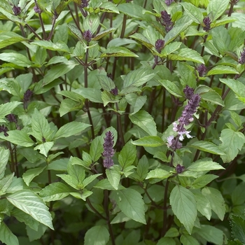 Ocimum basilicum 'Anise'