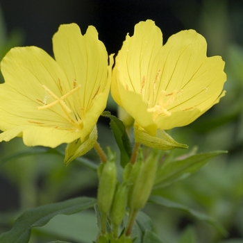 Oenothera tetragona