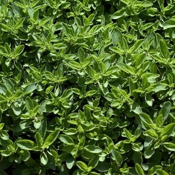 Origanum vulgare 'Compactum Nanum' 