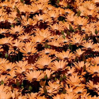 Osteospermum 'Seikimora' PP13409, Can COPF